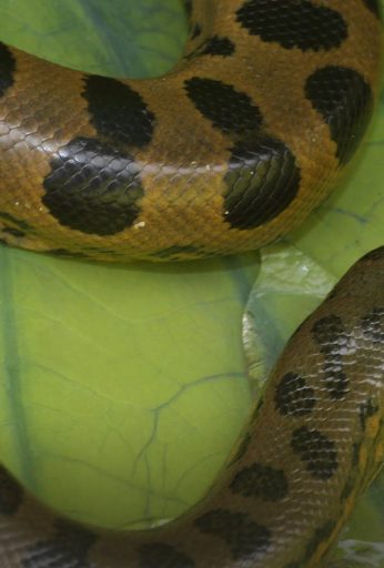 Anaconda: Silent Killer