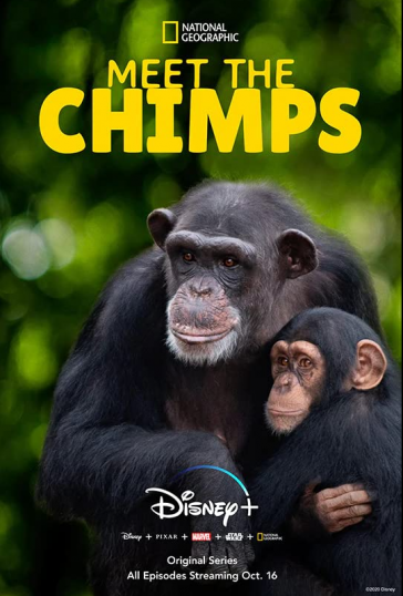 Meet the Chimps