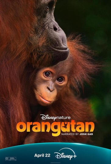 Orangutan